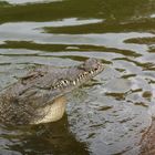 Krokodilfarm in Süd-Afrika