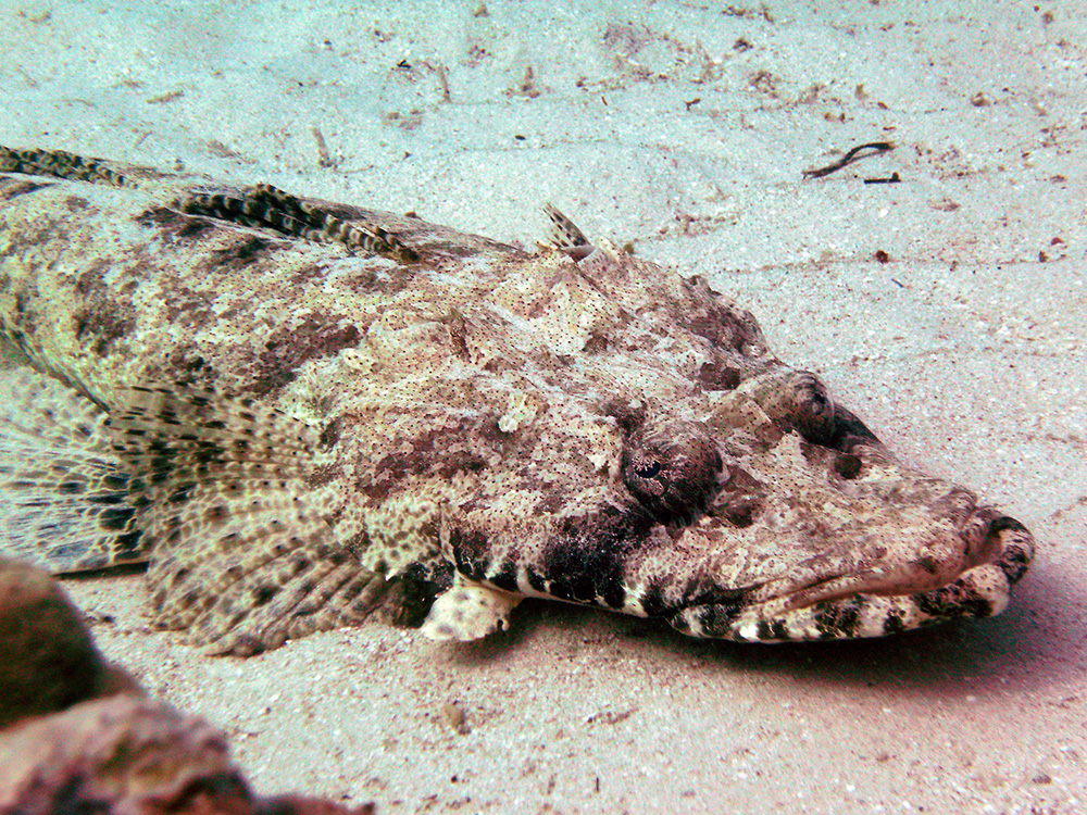 Krokodilfisch