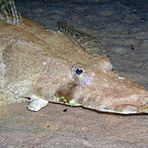 Krokodilfisch