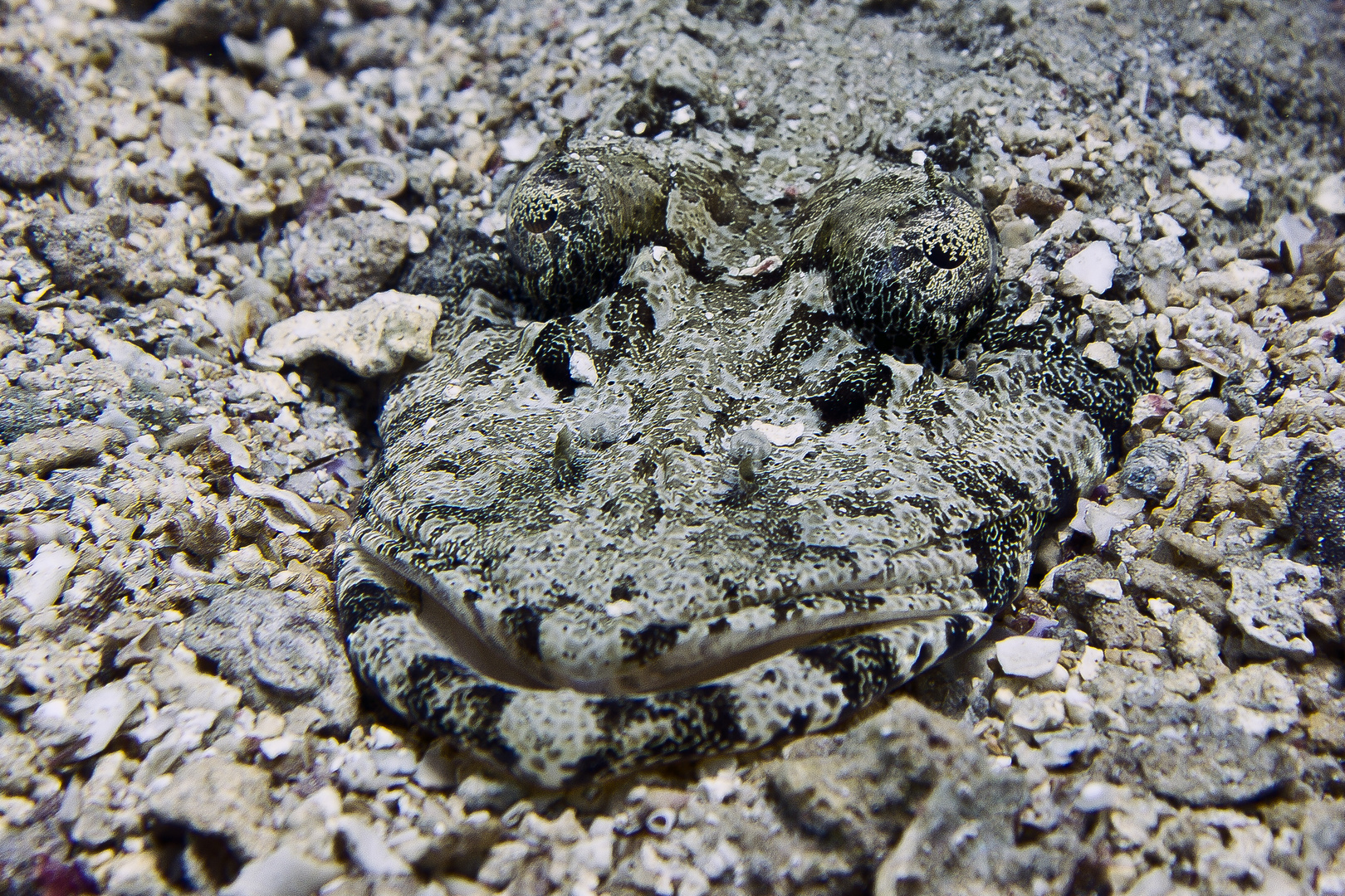 Krokodilfisch Ägypten-Makadi Bay-2010