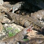 Krokodilfütterung auf Mauritius