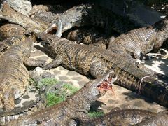 Krokodilfütterung auf Mauritius