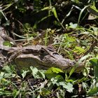 Krokodilkaiman (Caiman crocodilus) (1)