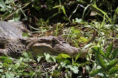 Krokodilkaiman (Caiman crocodilus) (1)