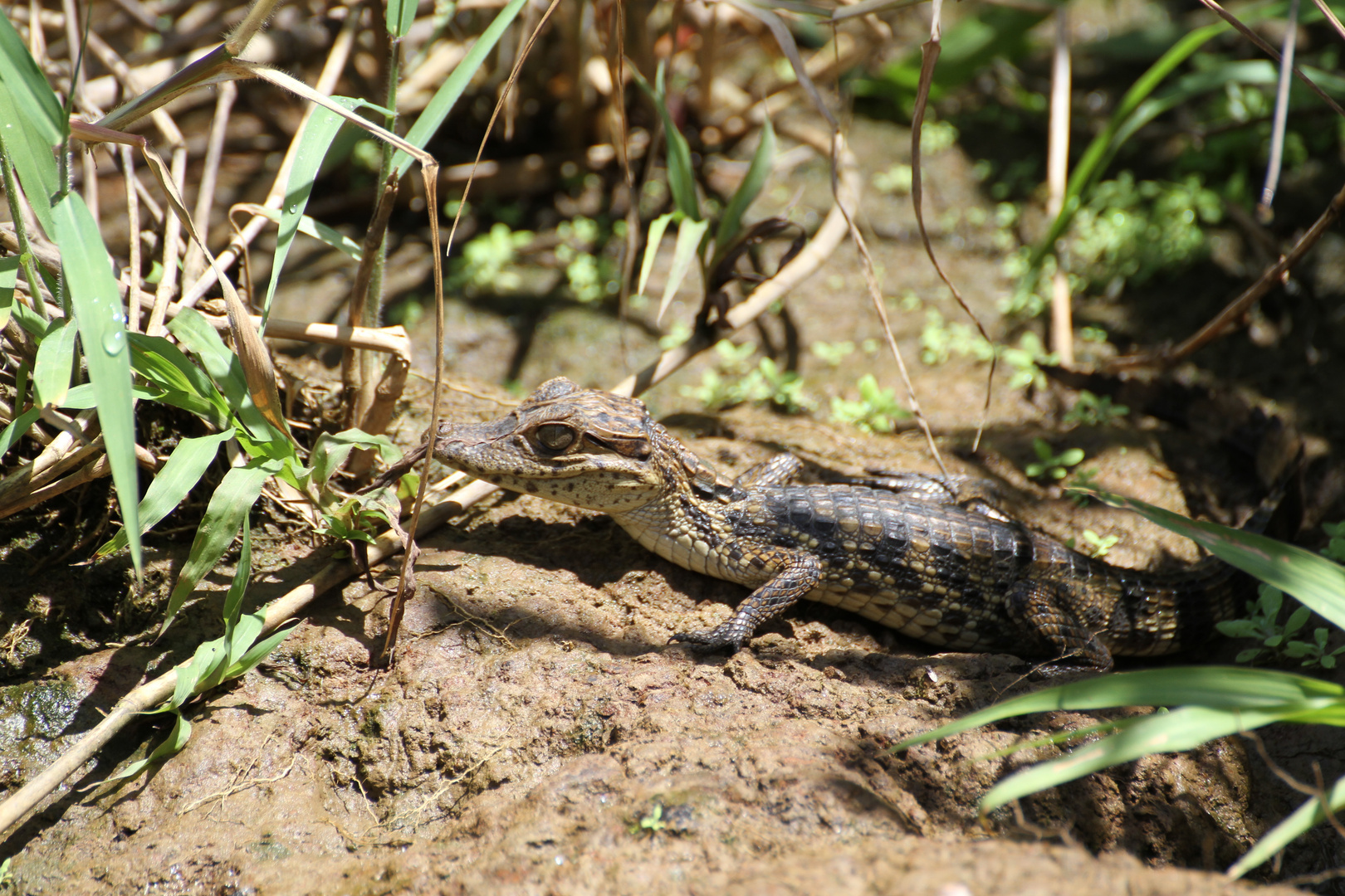 Krokodilkaiman (Caiman crocodilus) (2)