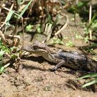 Krokodilkaiman (Caiman crocodilus) (2)