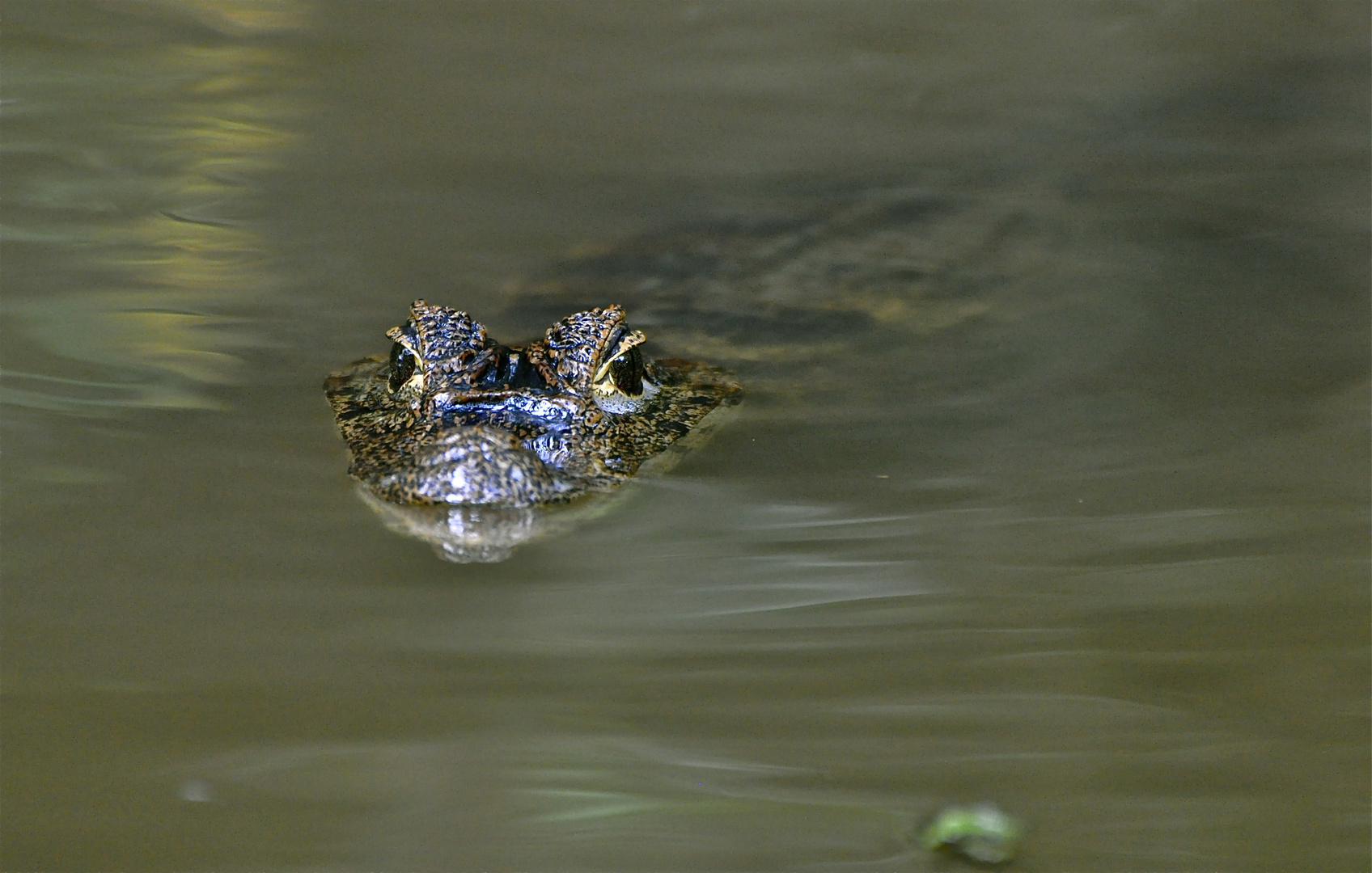 Krokodilkaiman in einem Kanal von Tortuguero / Costa Rica