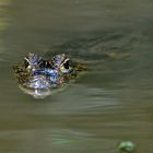 Krokodilkaiman in einem Kanal von Tortuguero / Costa Rica