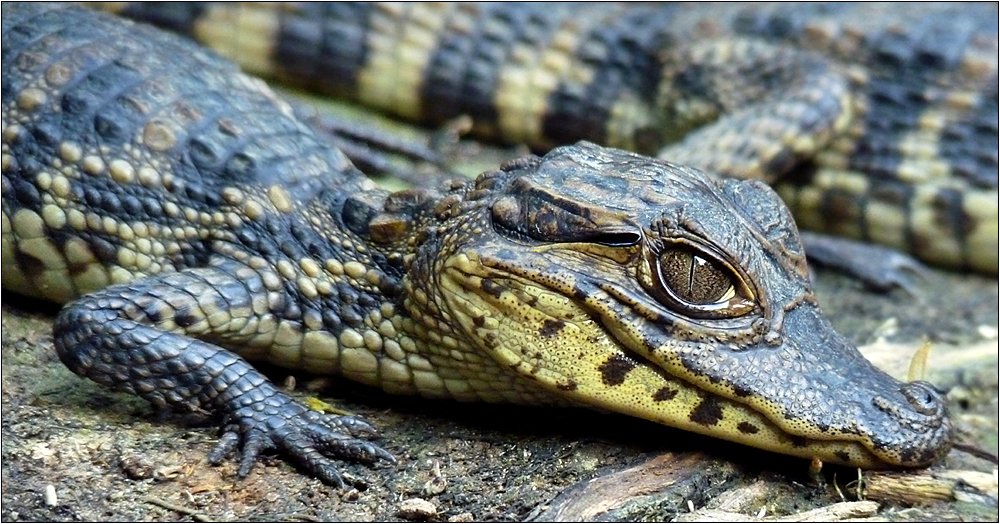 krokodilkaiman / spectacled caiman / caiman crocodilus (150 cm)