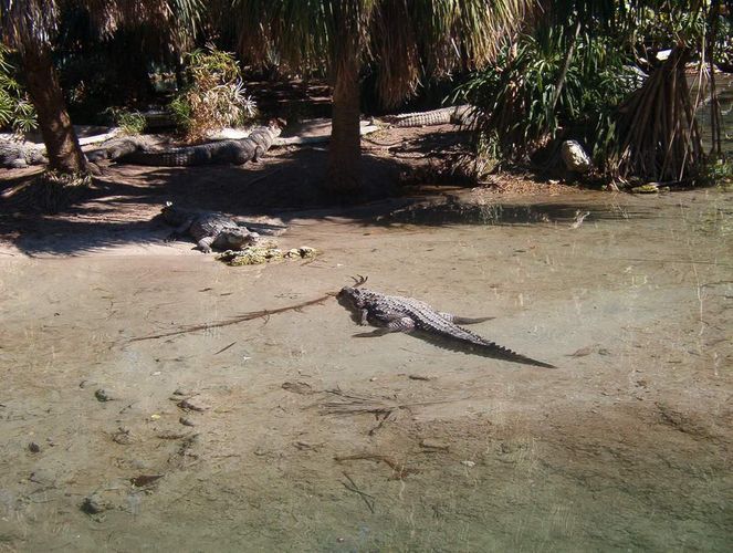 krokodil(Miami seaquarium)