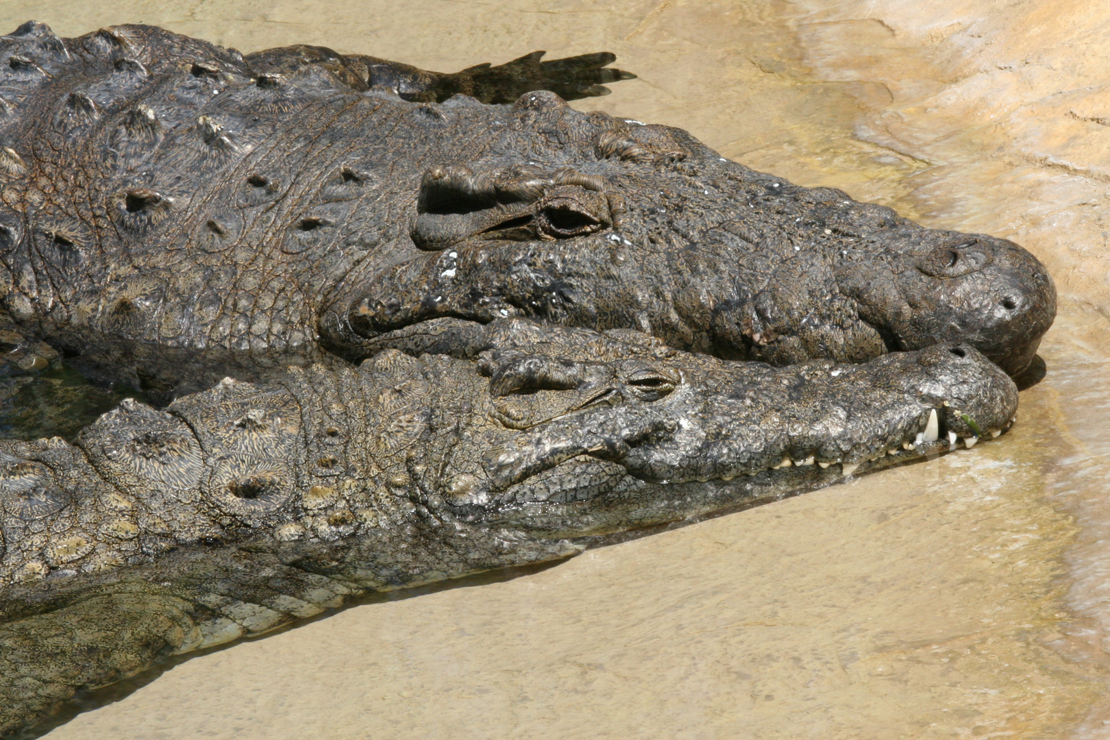 Krokodilpaar beim Sonnenbaden