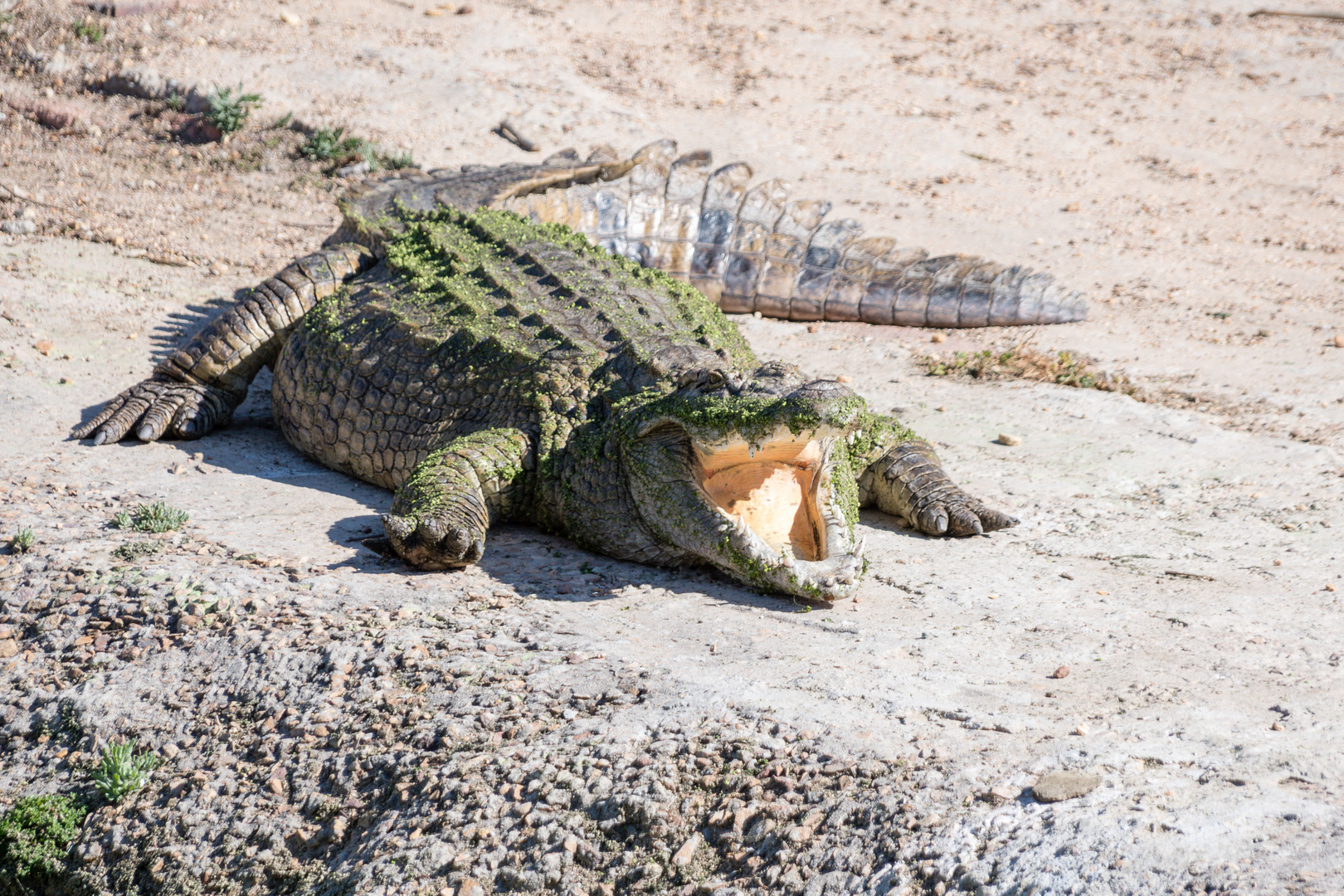 Krokodilrachen