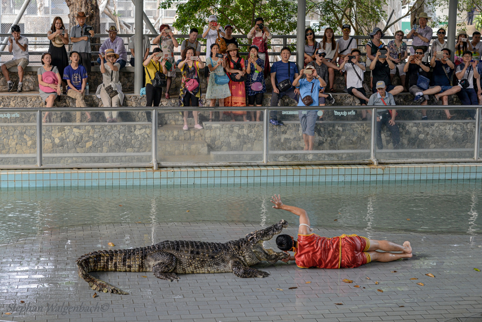 Krokodilshow in Pattaya Thailand