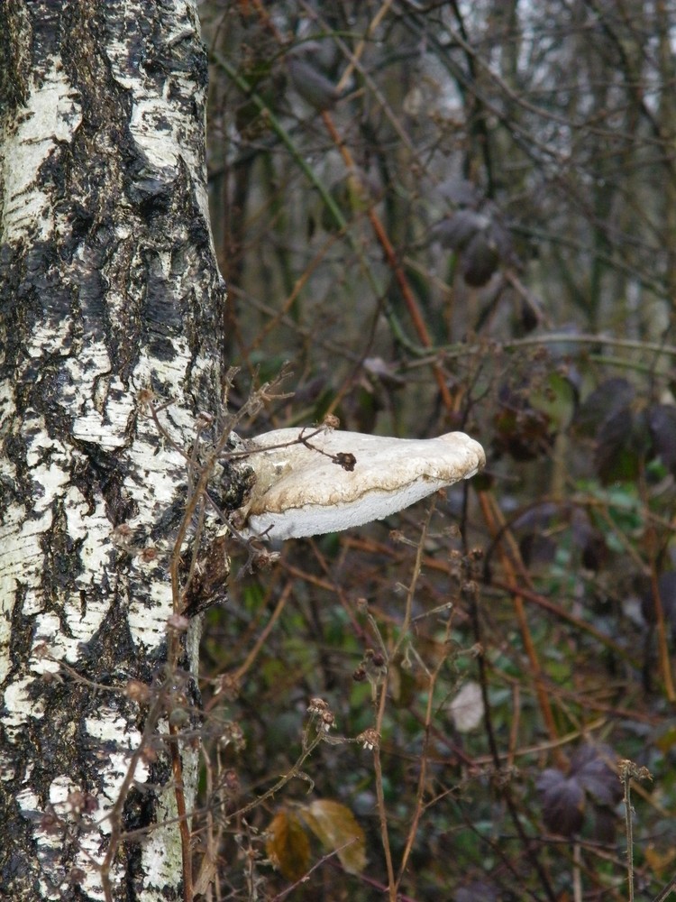 krokodilskopf Pilz