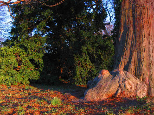 Krokodilswurzel im Park