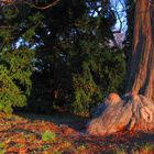 Krokodilswurzel im Park