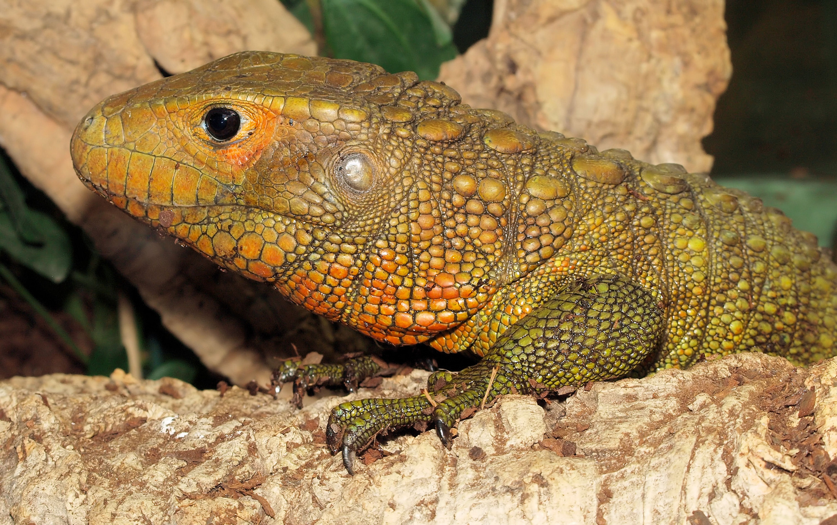 Krokodilteju (Dracaena guianensis) Foto & Bild tiere, zoo, wildpark