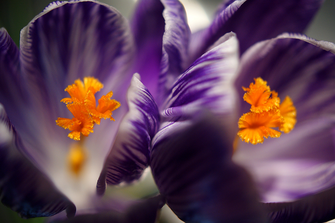 ..Kroküsschen zu zweit (Crocus..)