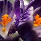 ..Kroküsschen zu zweit (Crocus..)