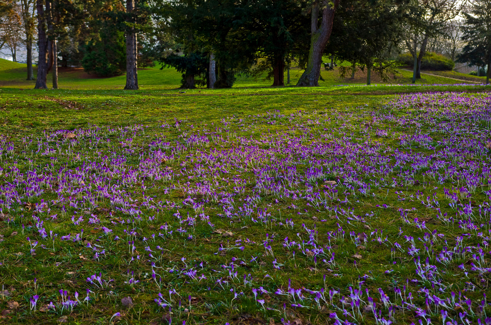 Kroküsse I, Volkspark Koblenz-Lützel