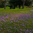 Kroküsse I, Volkspark Koblenz-Lützel