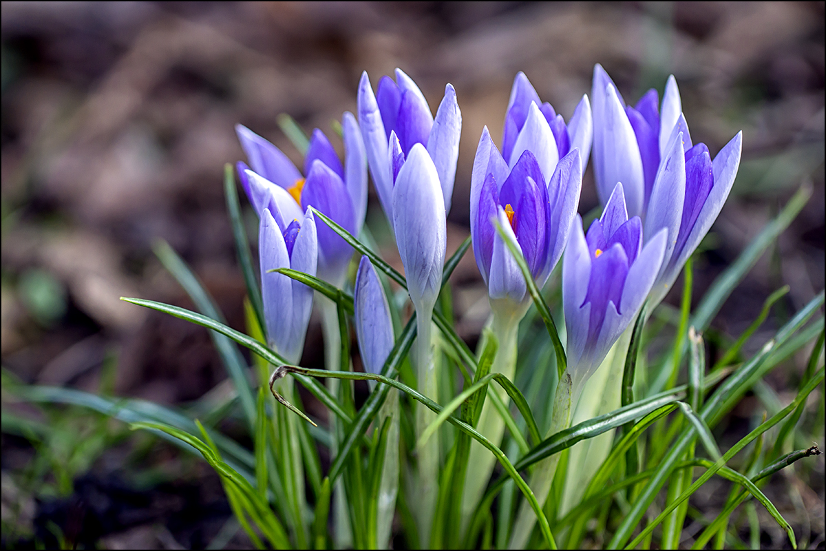 Krokus