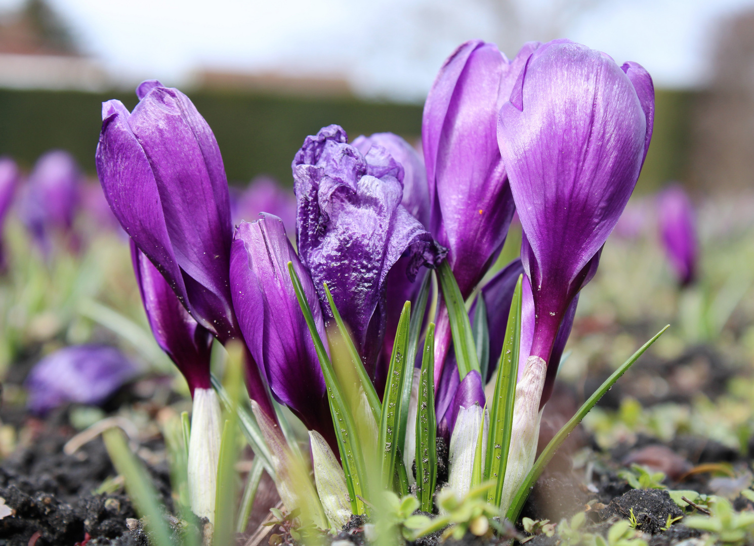 krokus