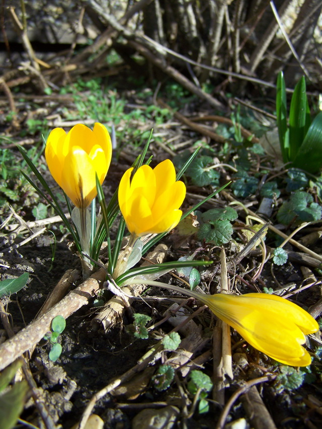 Krokus