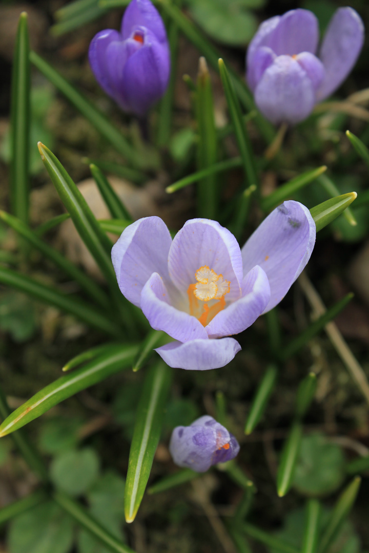 Krokus