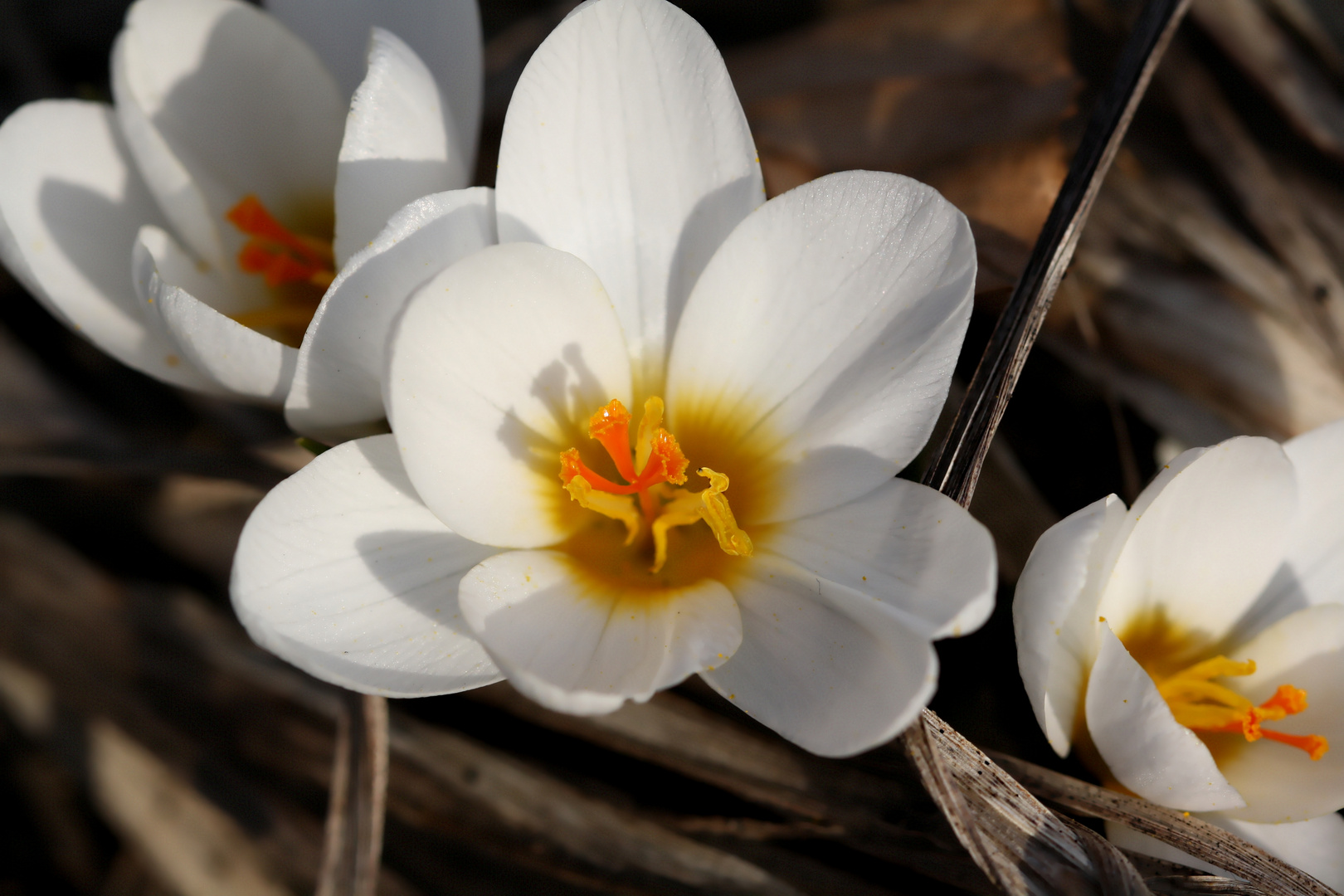 Krokus