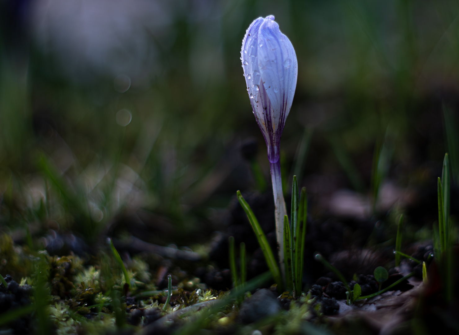 Krokus