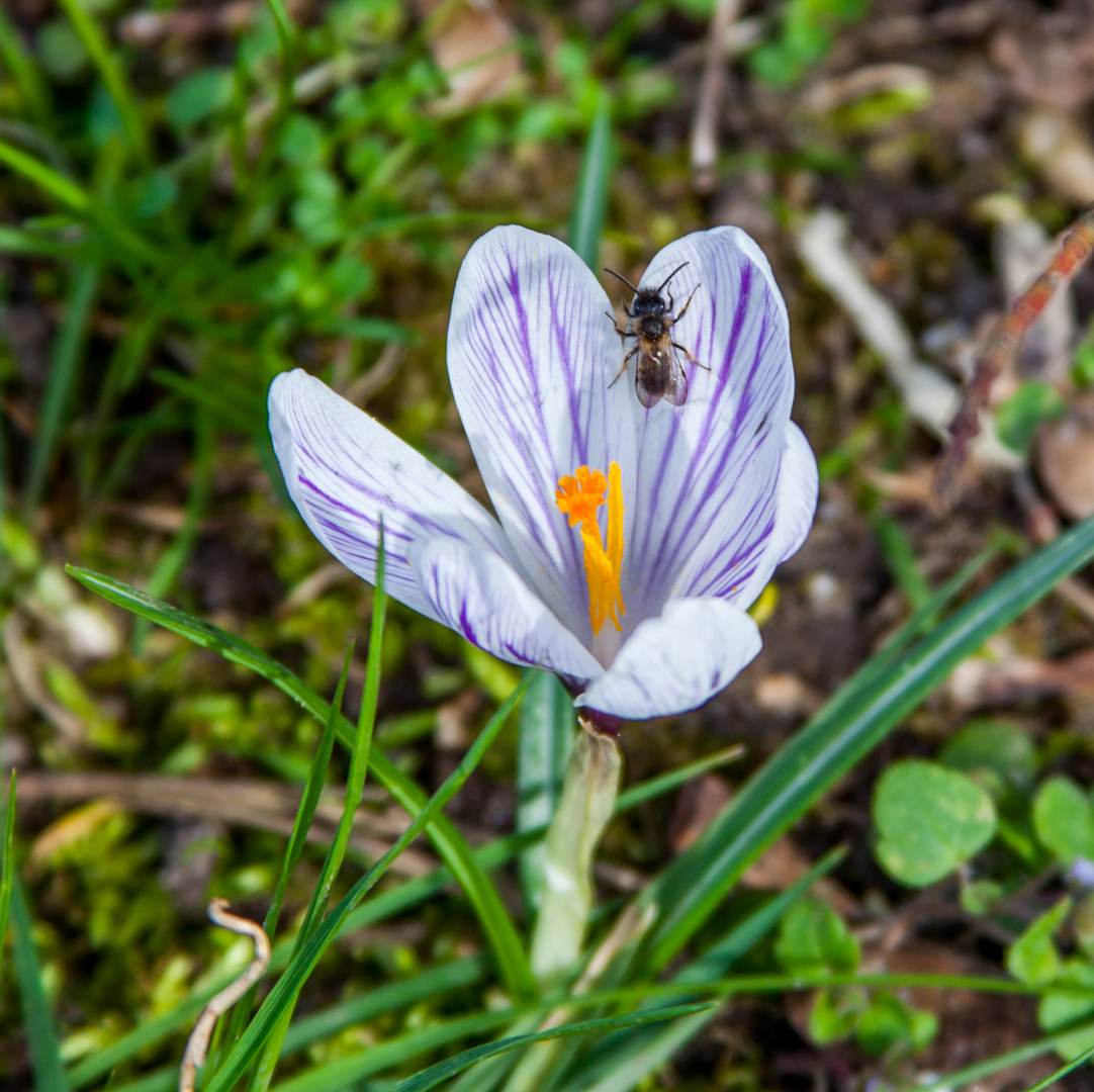 Krokus