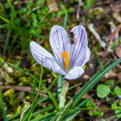 Krokus