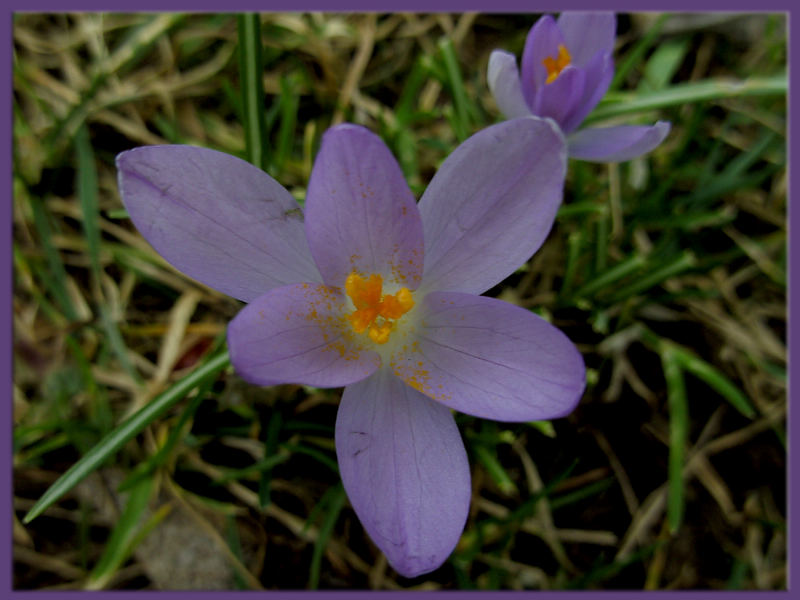 Krokus