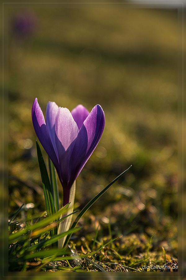 Krokus