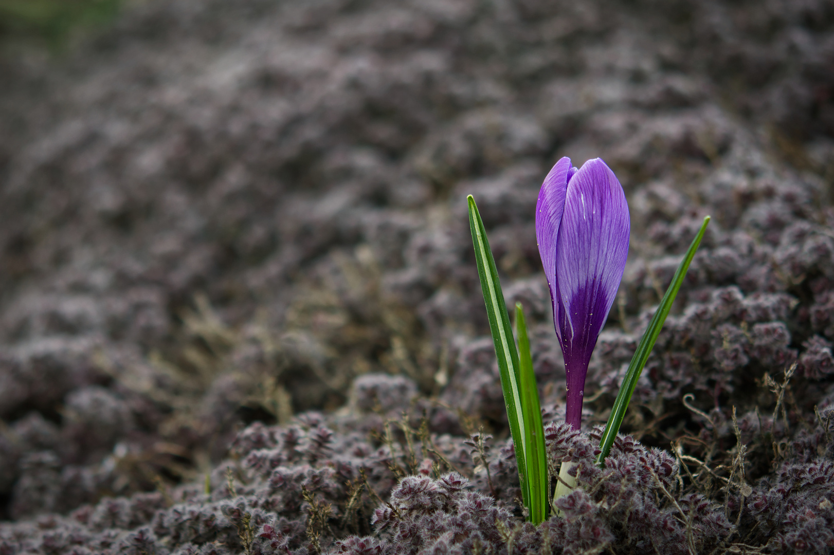 Krokus