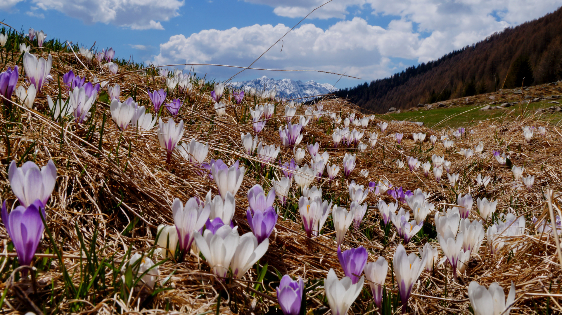 Krokus