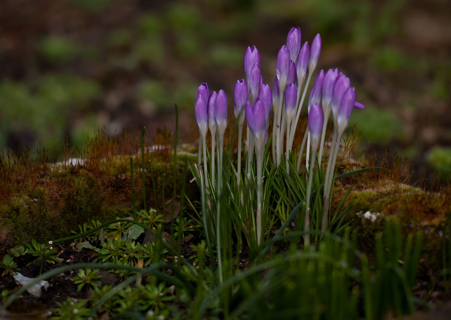 Krokus