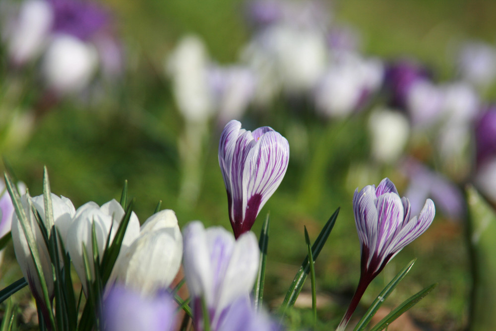 Krokus