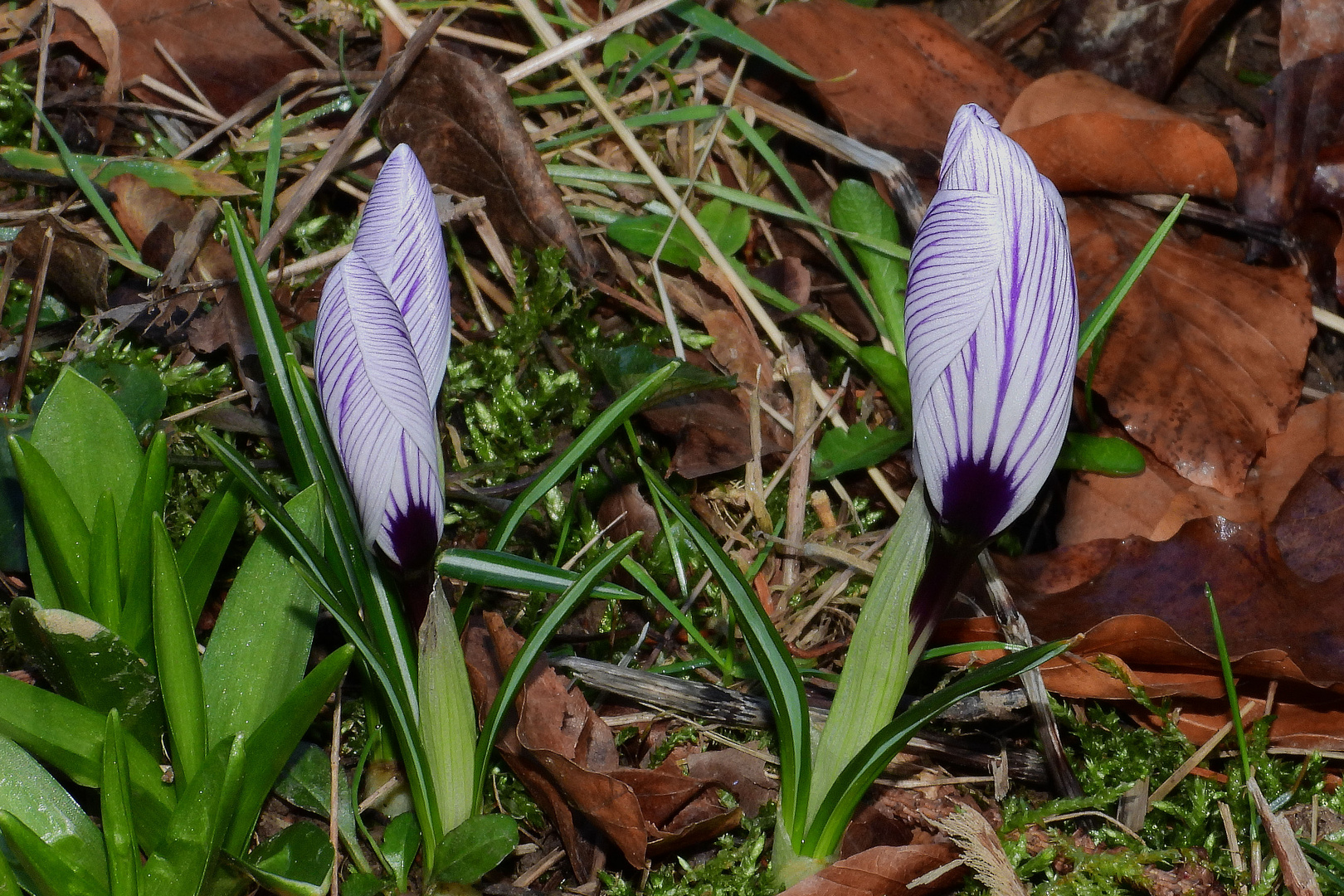 Krokus (22) 