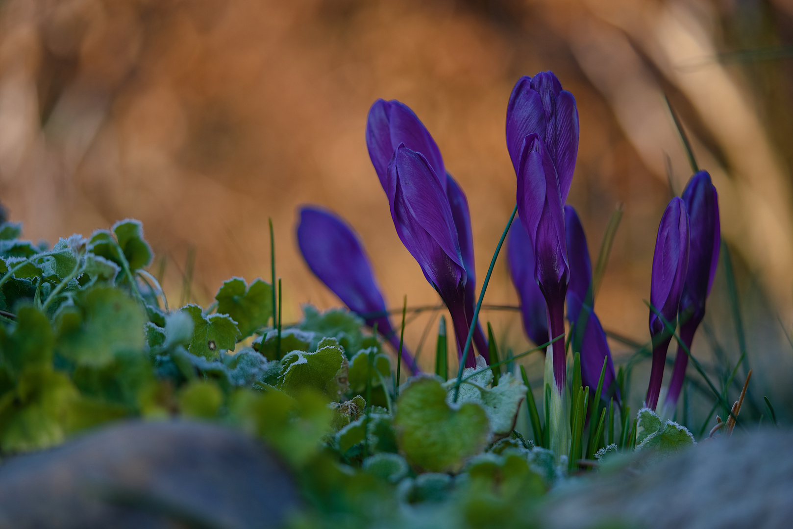 Krokus