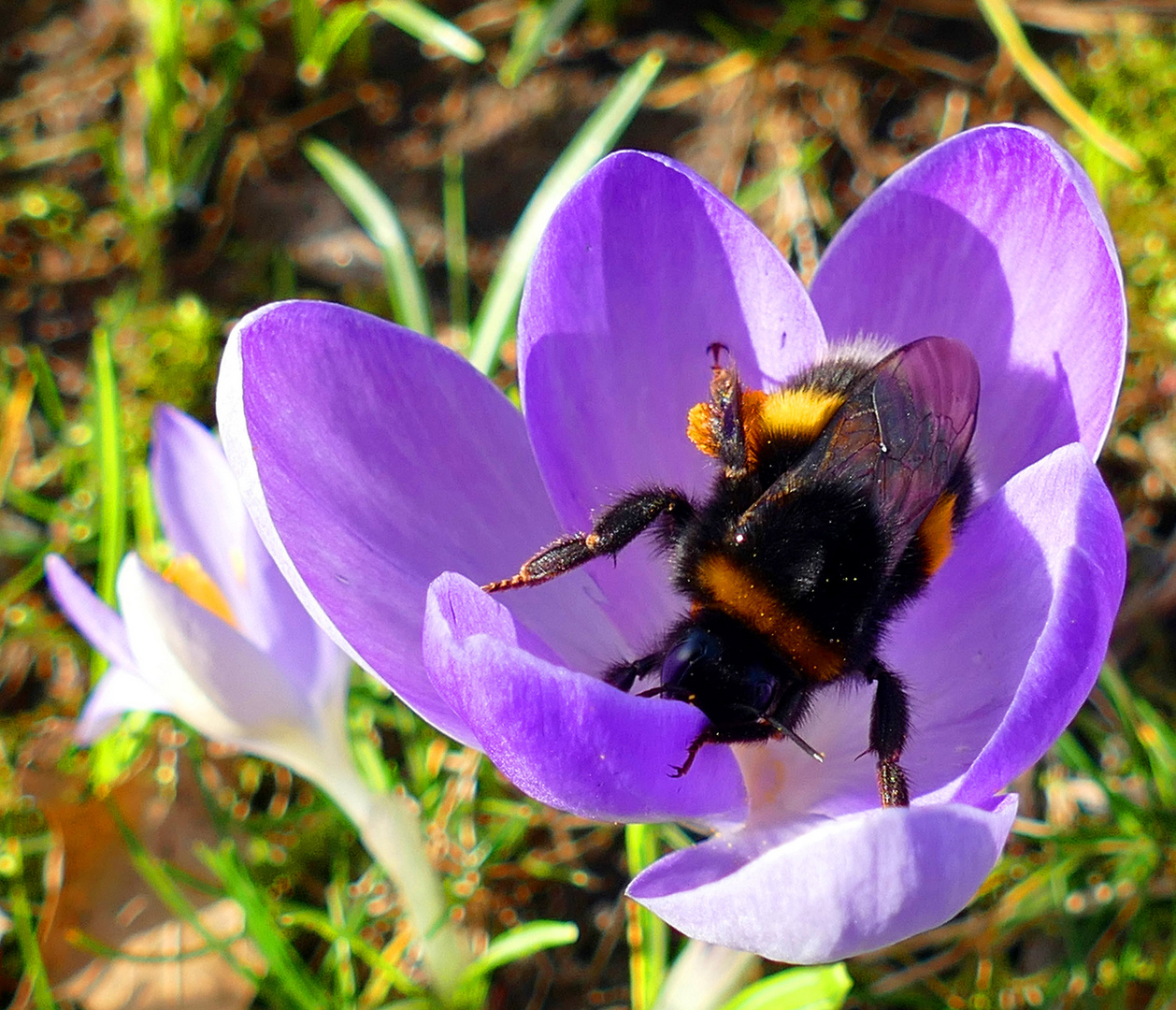 Krokus