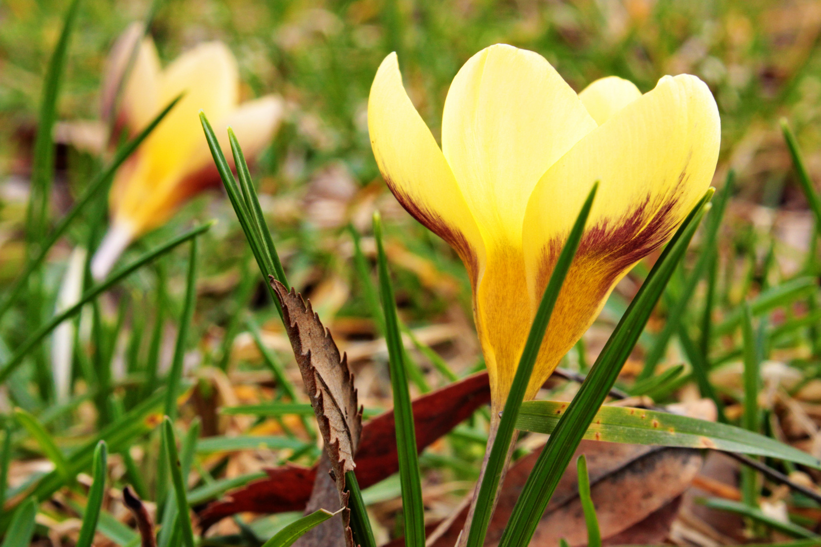 Krokus