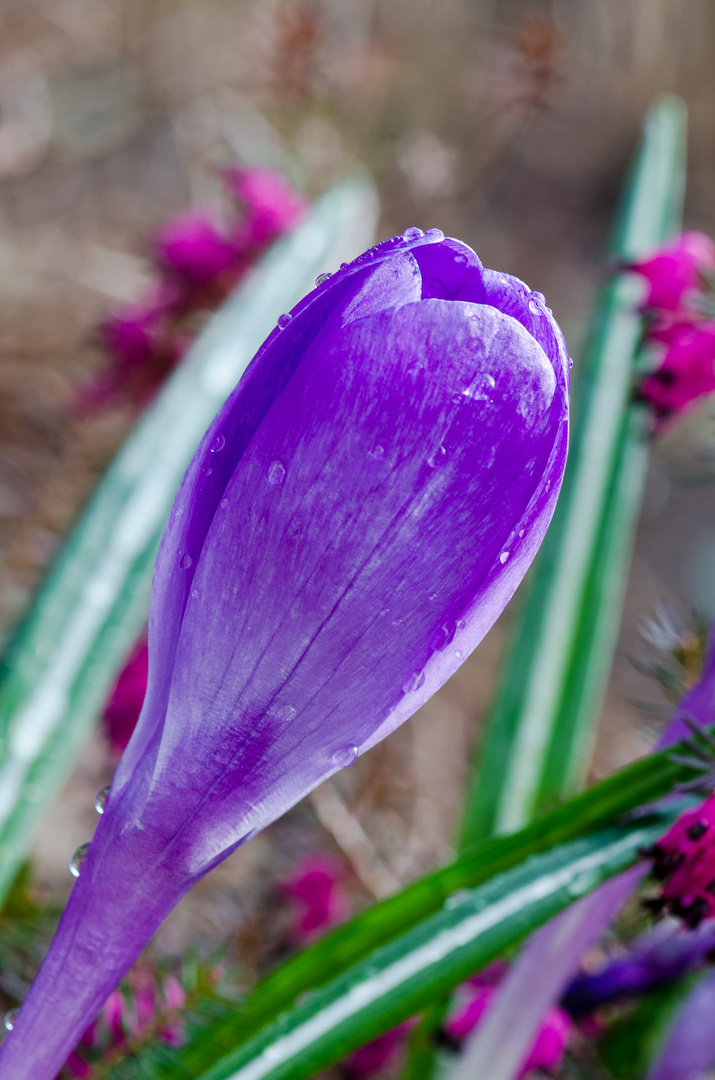 Krokus