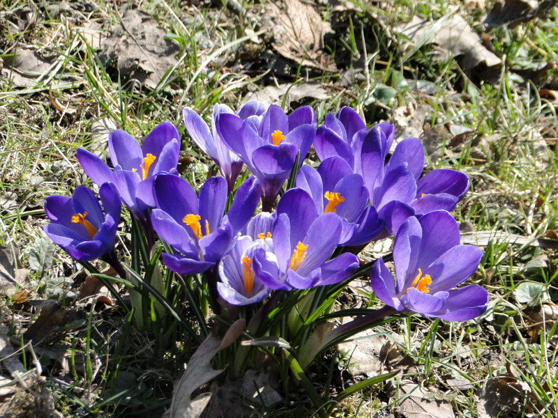 krokus