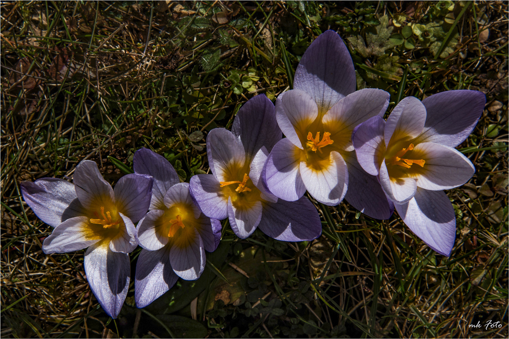 Krokus