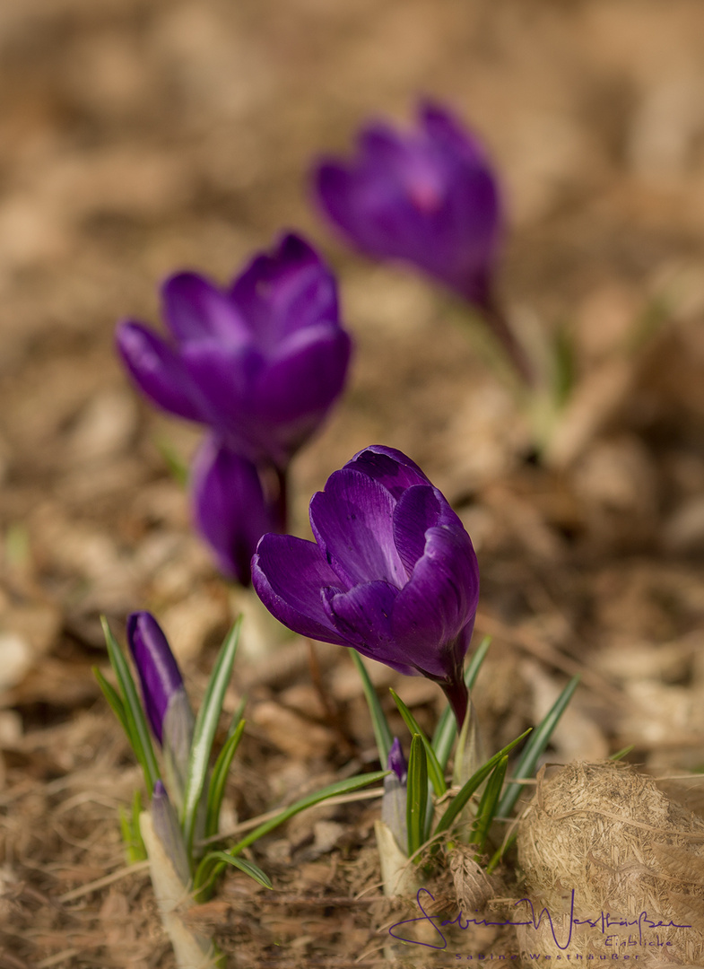 krokus