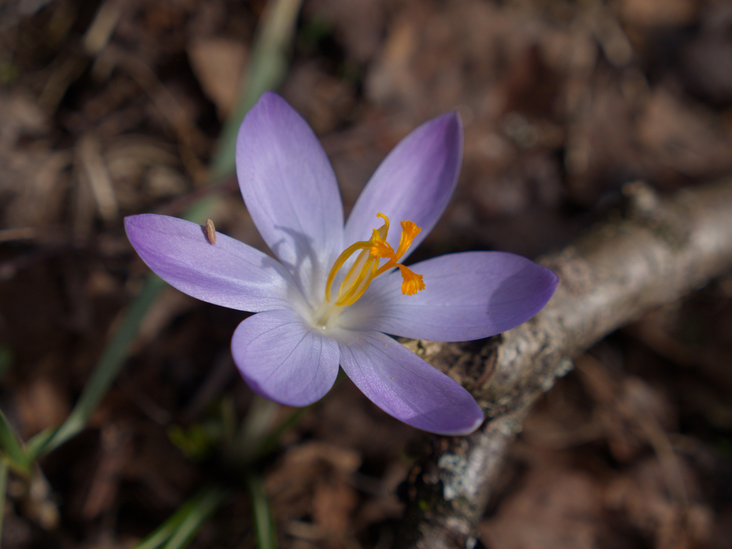 krokus ?