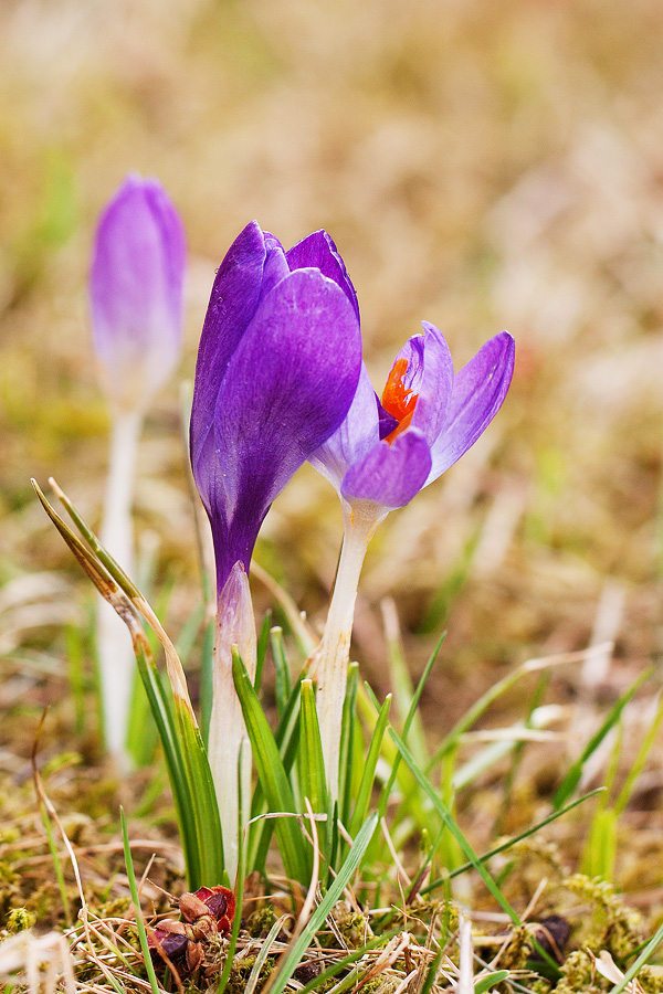 Krokus