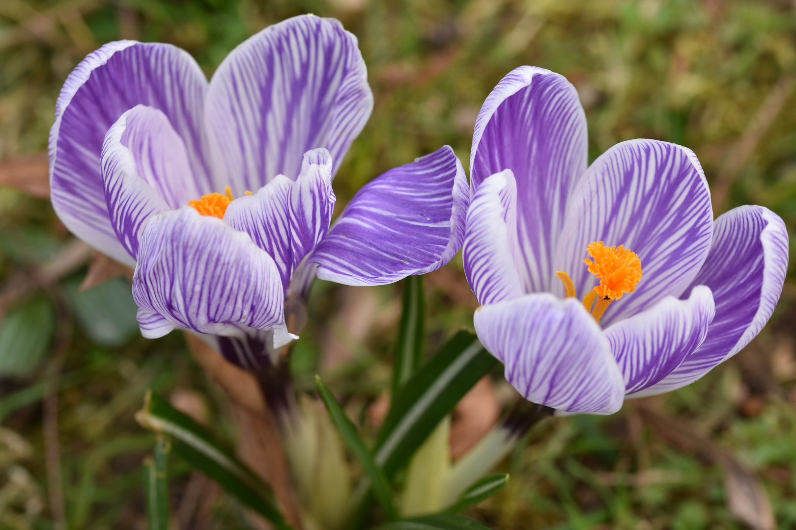 Krokus 